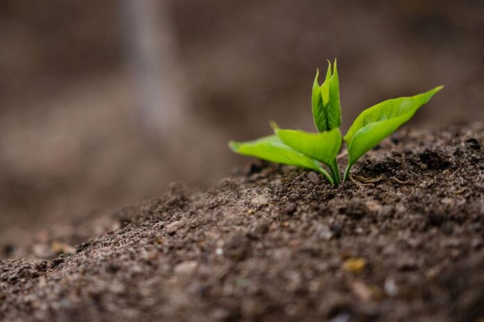 Community Gardens: A Guide to Starting One Locally — General coverage by CitizenPost
