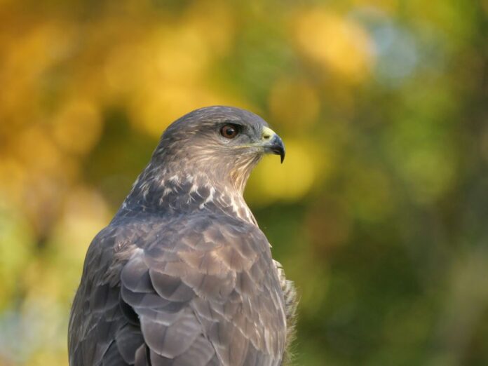 Warsh Sounds Hawkish, but Will There Be a September Rate Hike in the US? — Economy coverage by Political Watch. Photo: Joe...